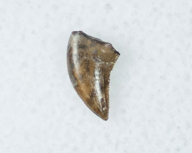 Raptor Tooth - Richardoestesia Characteristics #12282